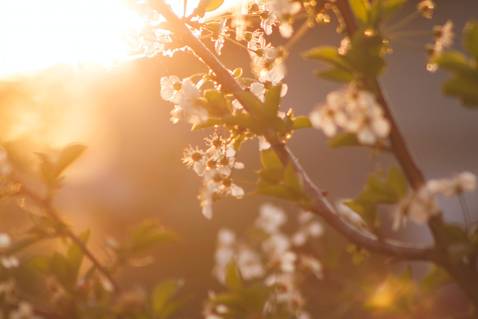 Ilta-aurinko osuu kukkaiseen oksaan