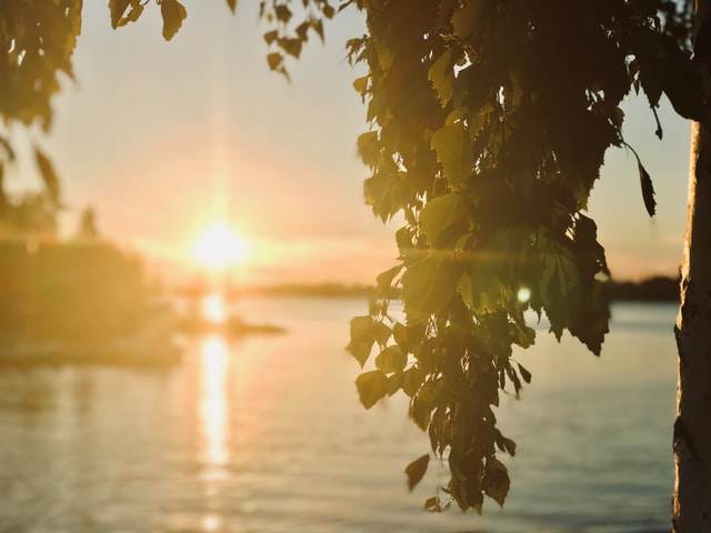 Koivu ja ilta-aurinko järven rannalla