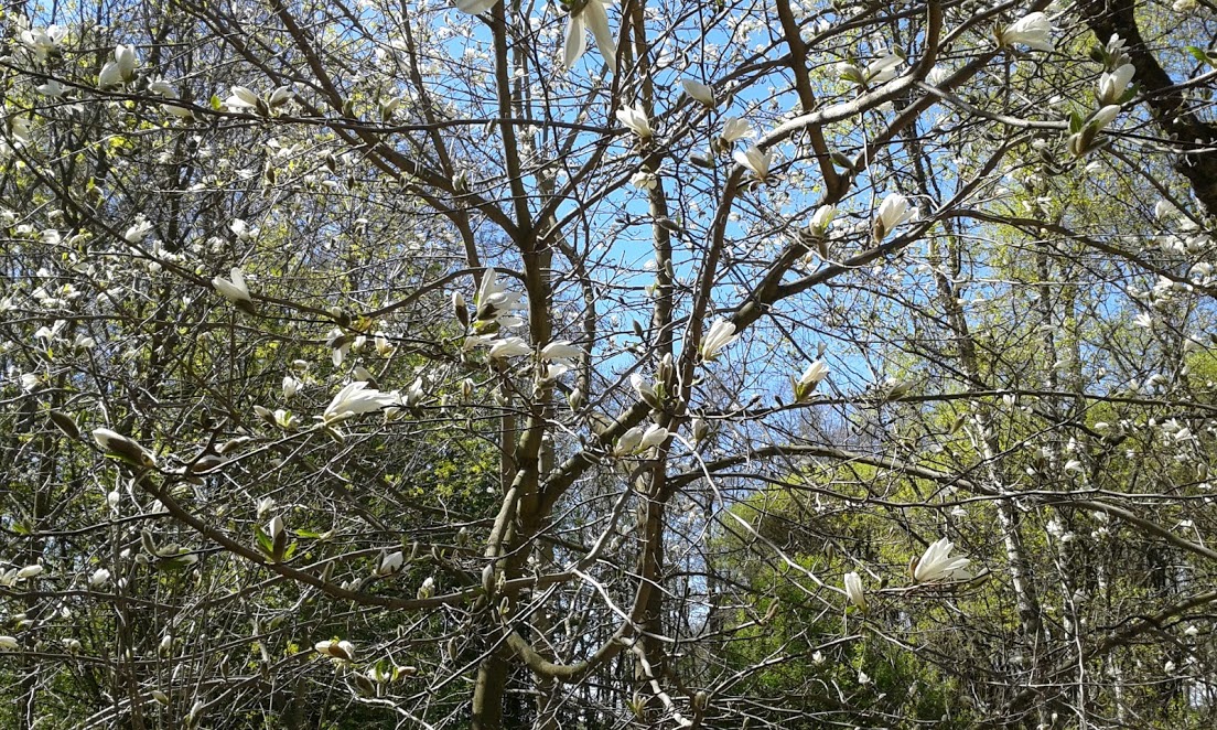 Magnolia 2017_AuroraBorealis