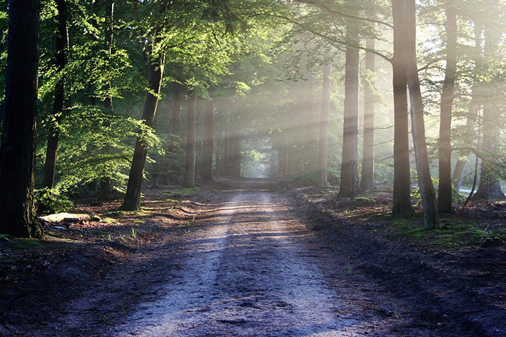 Metsätie, jolle paistaa aurinko