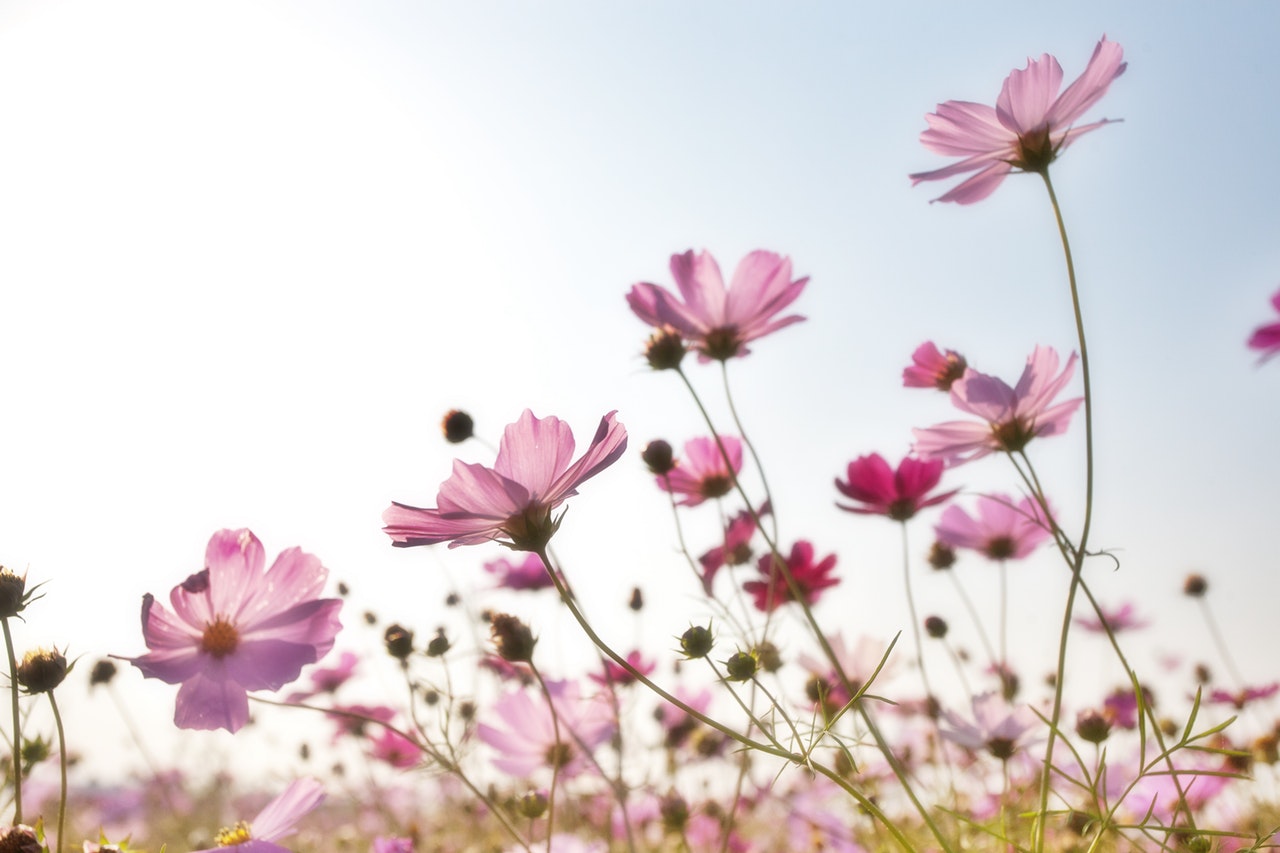 flowers-plants-korea-nature-158756