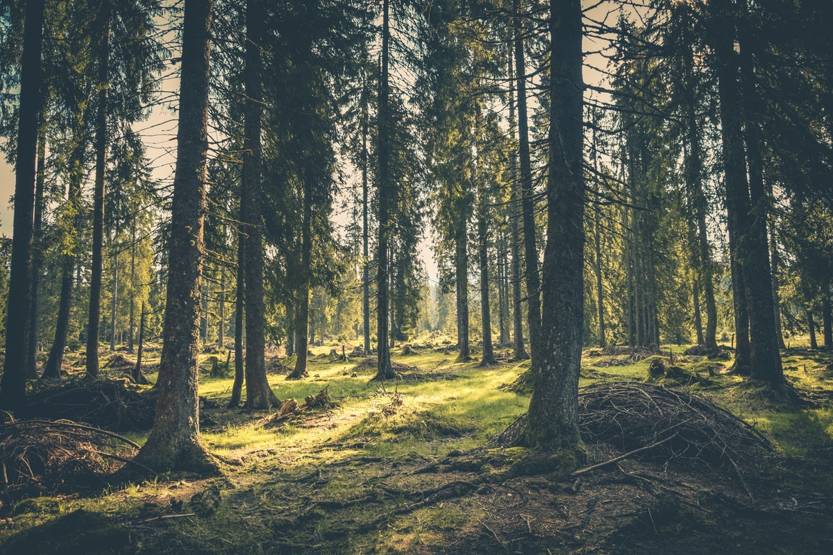 metsä vihreä valo