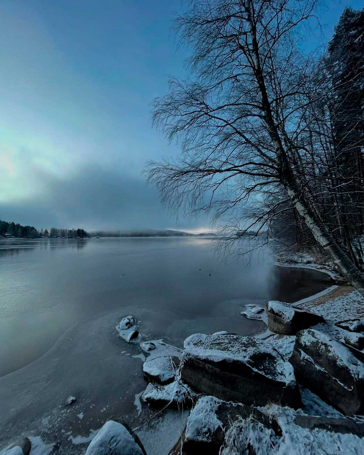 Talvinen maisemakuva järven rannalta, jossa ohuelti lunta, kiviä ja veden suuntaan kaartuva koivu